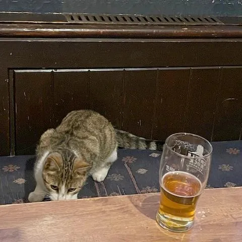 Кот-пивозавр 🍺 #4