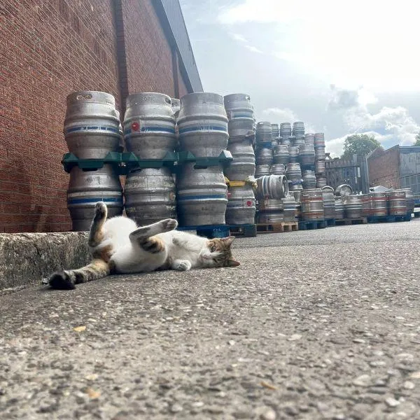Кот-пивозавр 🍺 #5