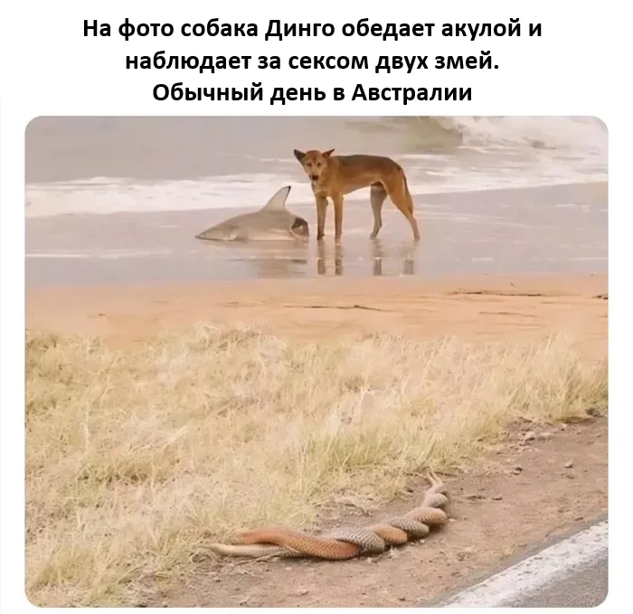Это Австралия, детка... #1