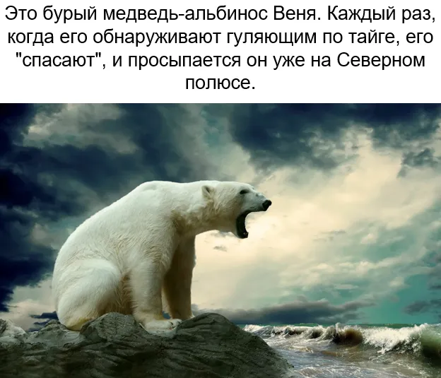 Бедный Веня 🐻 #1