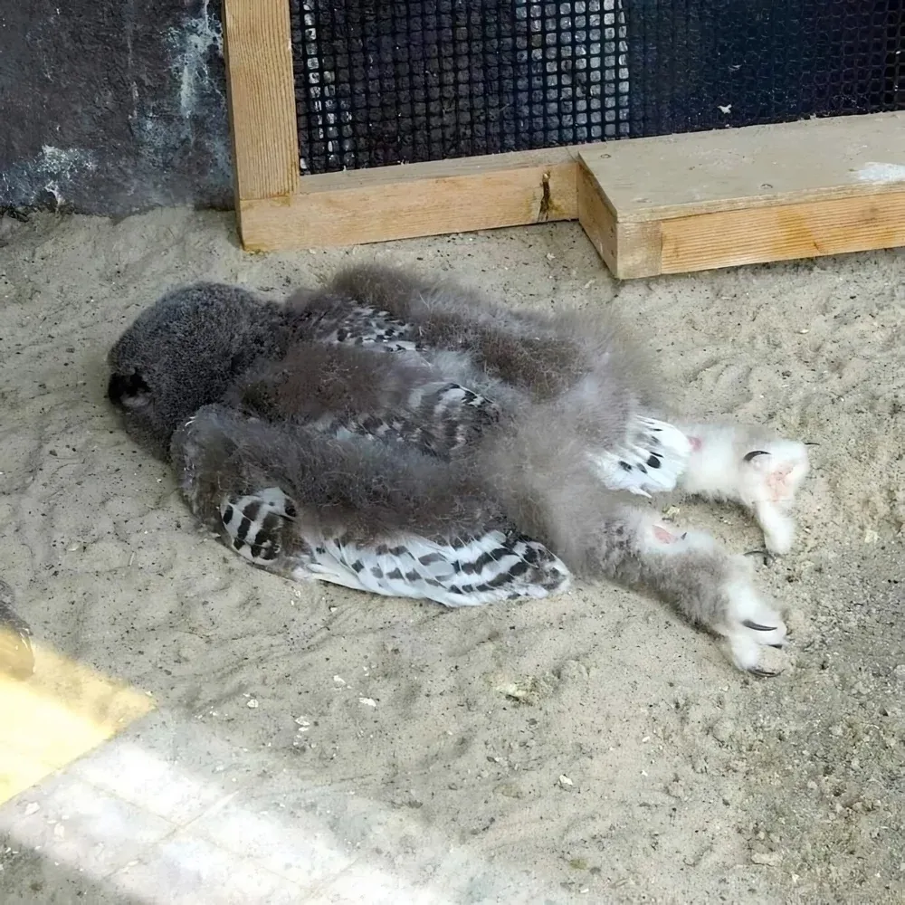 Почему совята спят на животе #2