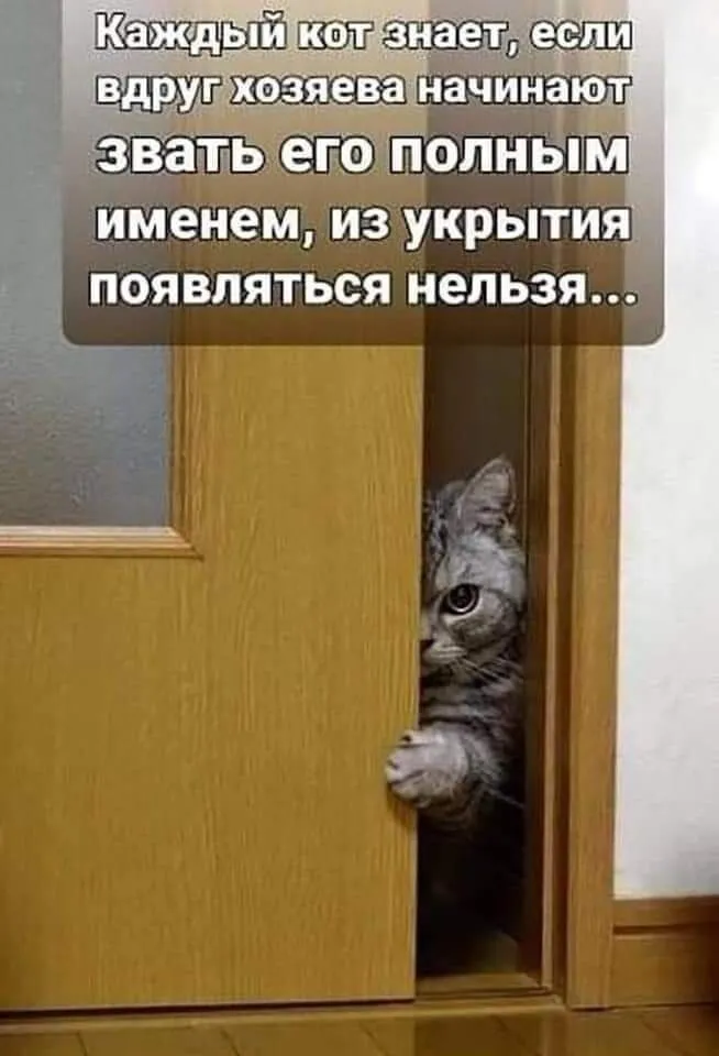 Котовая мудрость 🐾 #1