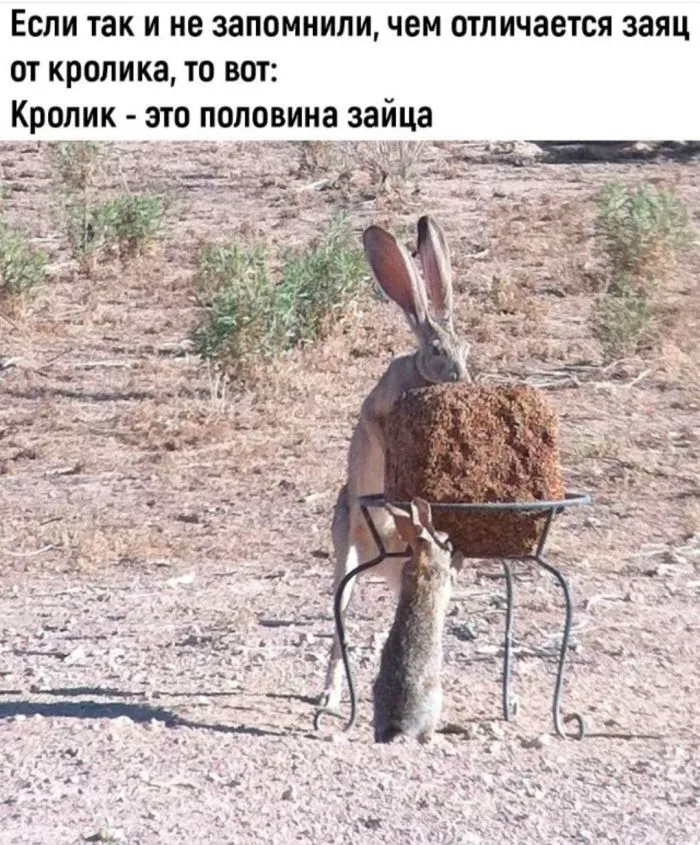 Заяц и кролик #1