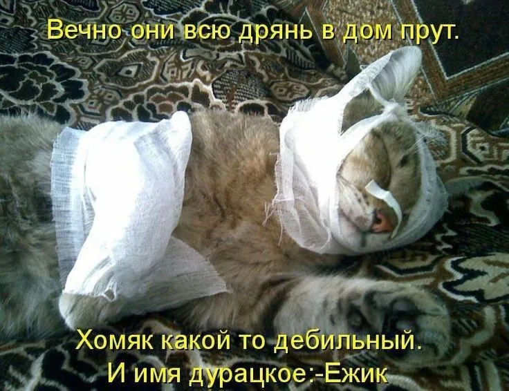 Дебильный хомяк  #1