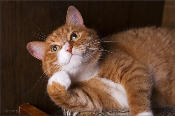 В Москве показали гаджет для чтения мыслей кошек #2