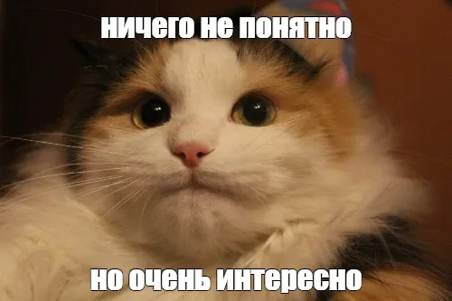 Набор в группу по котам-воителям в Telegram #1