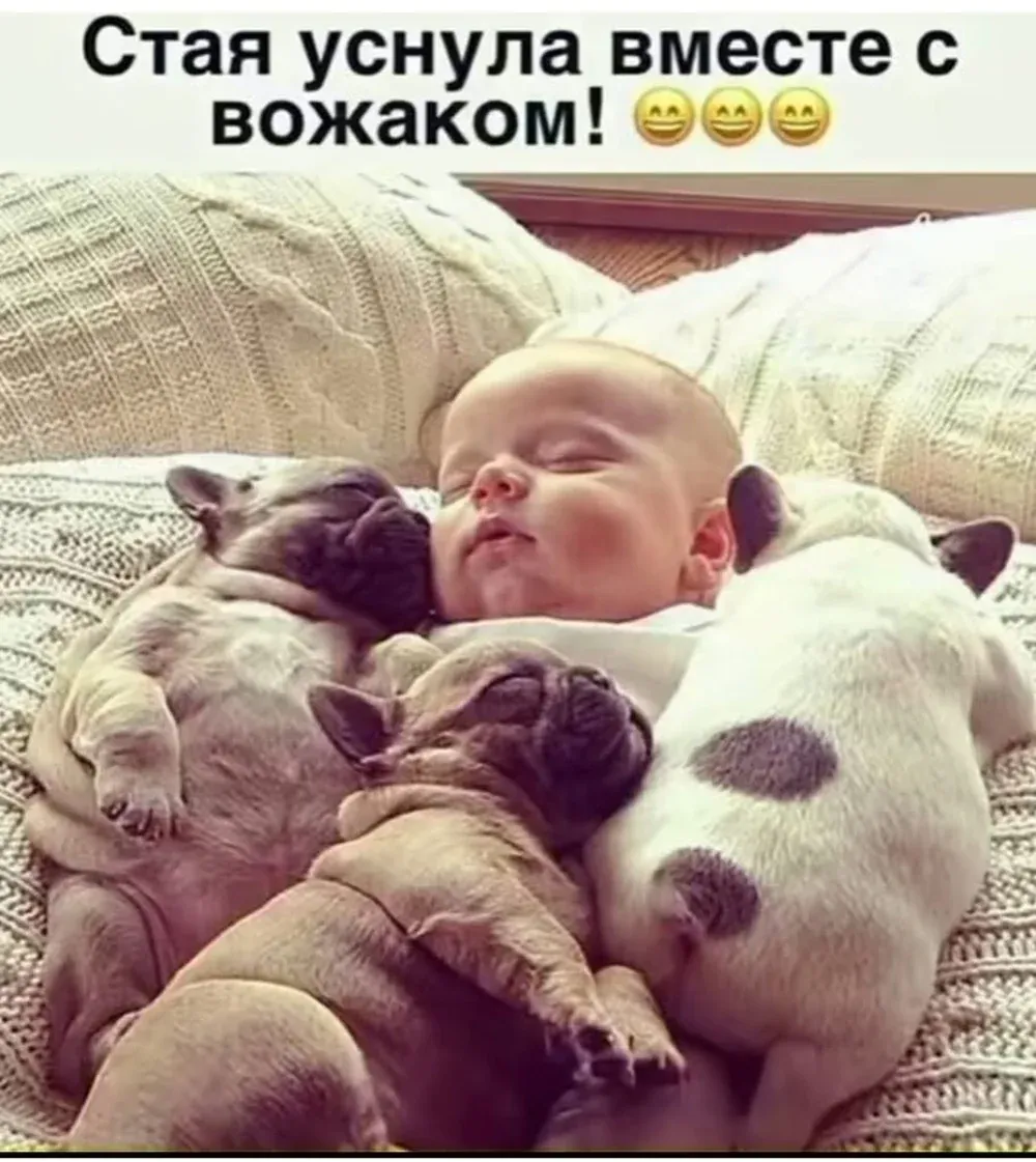 Стая уснула... #1