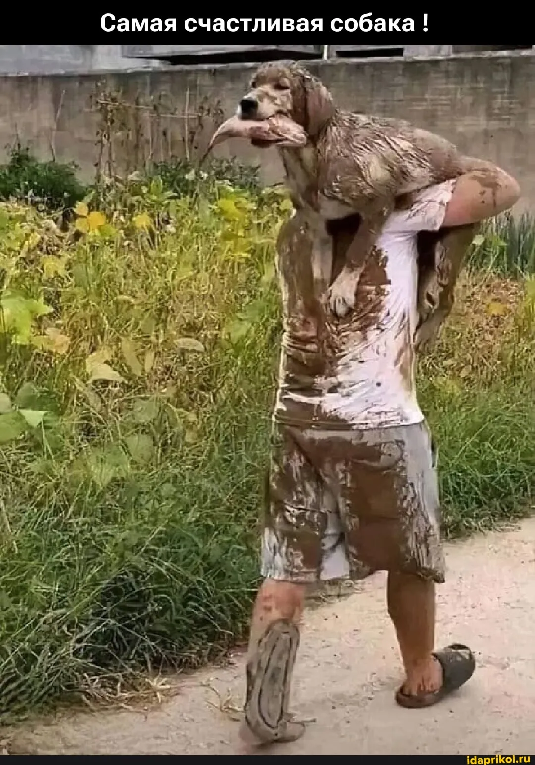 Самая счастливая собака! #1