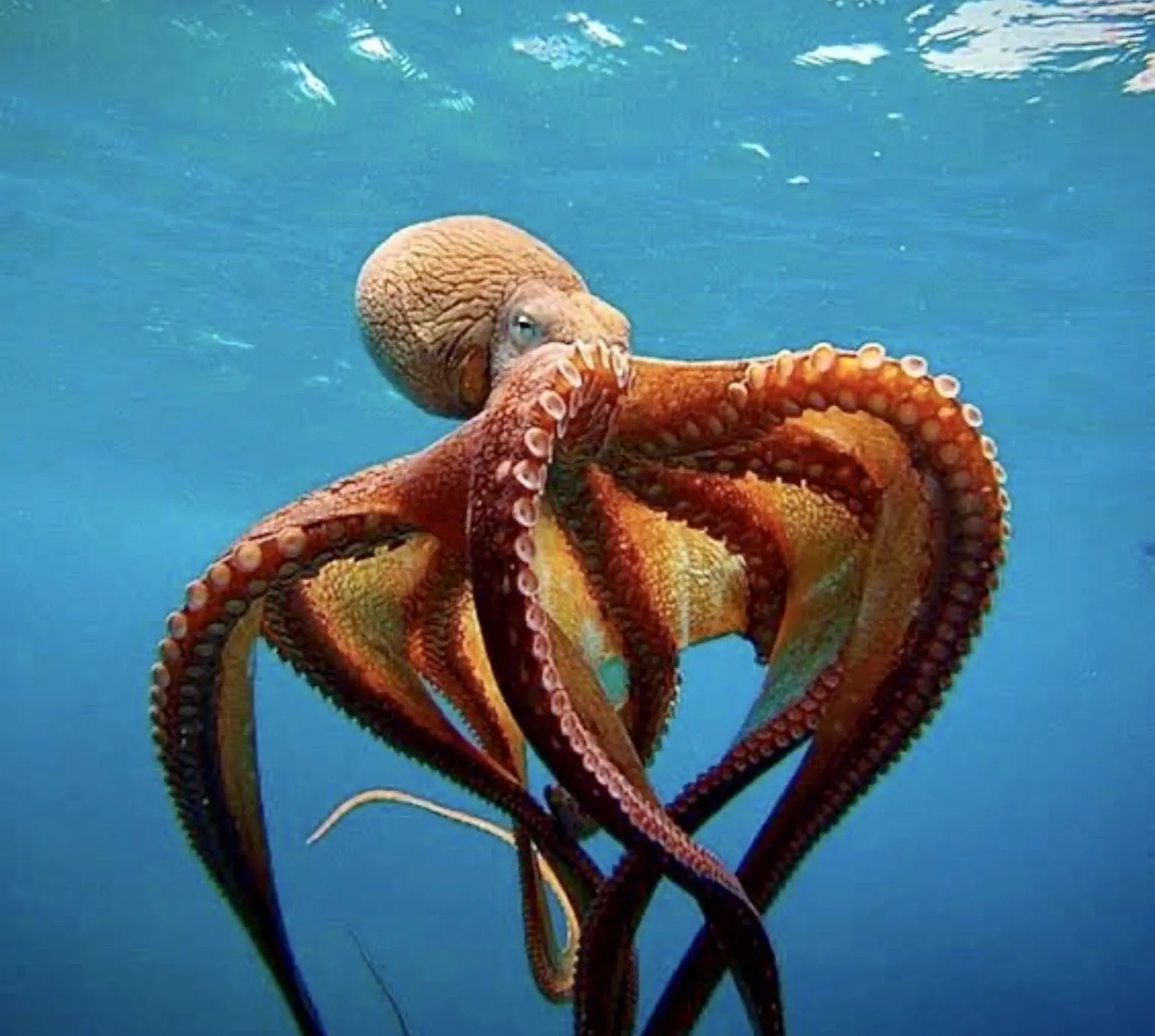 Octopus cyanea