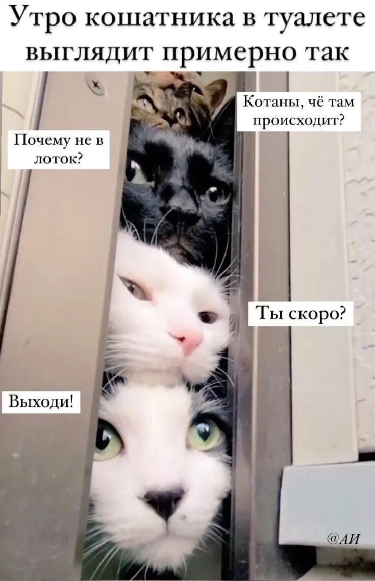 Утро кошатника :) #1