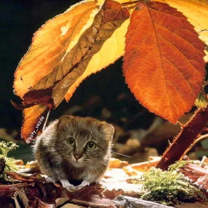 Коты везде и всюду: фантазийный проект Галины Бугаевской, покоривший интернет #7