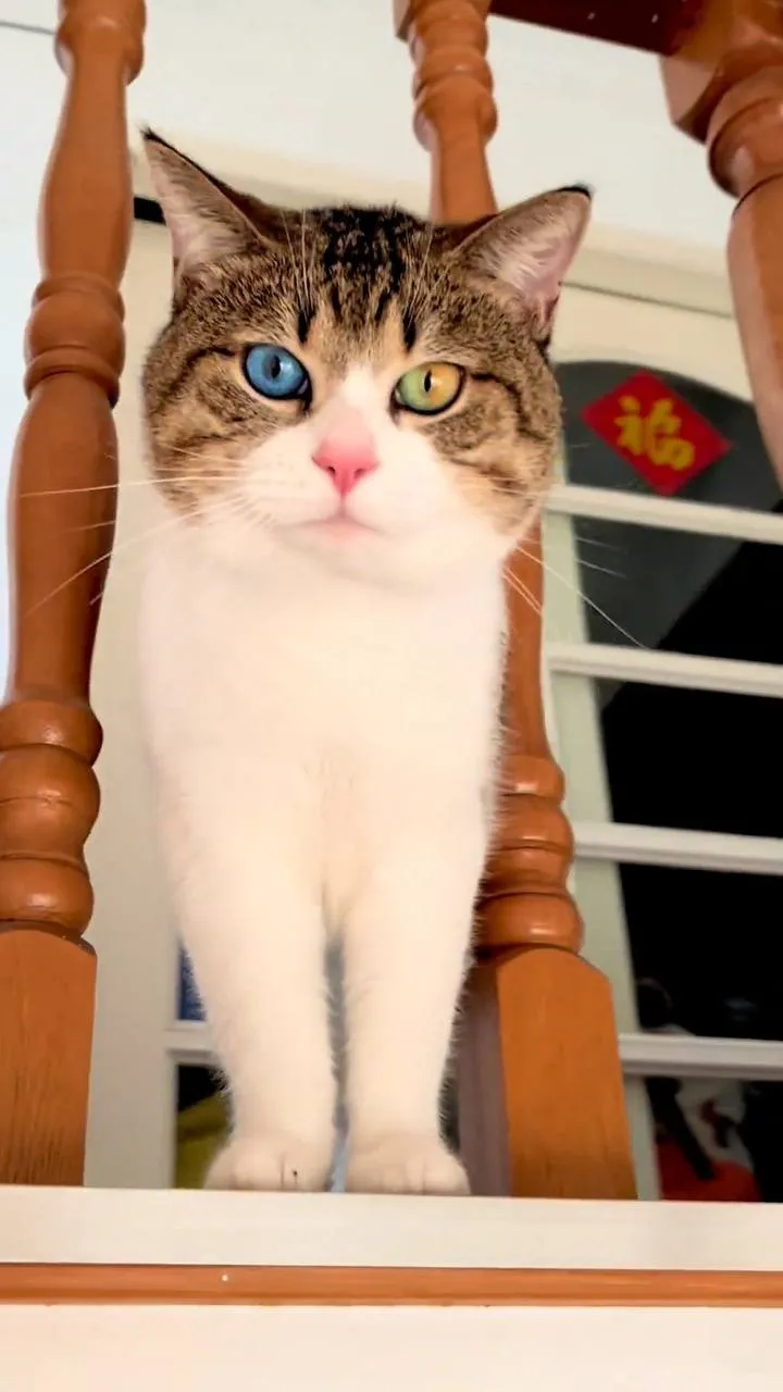 Кот с трехцветными глазами  #2