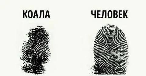 Отпечатки пальцев коалы и человека