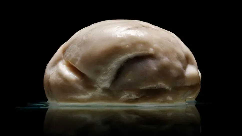 Мозг коалы