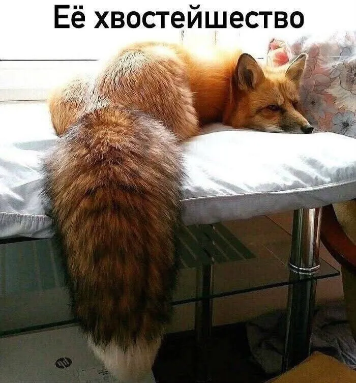 😻 #1