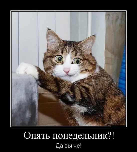 Понедельник: Кто Готов? #2