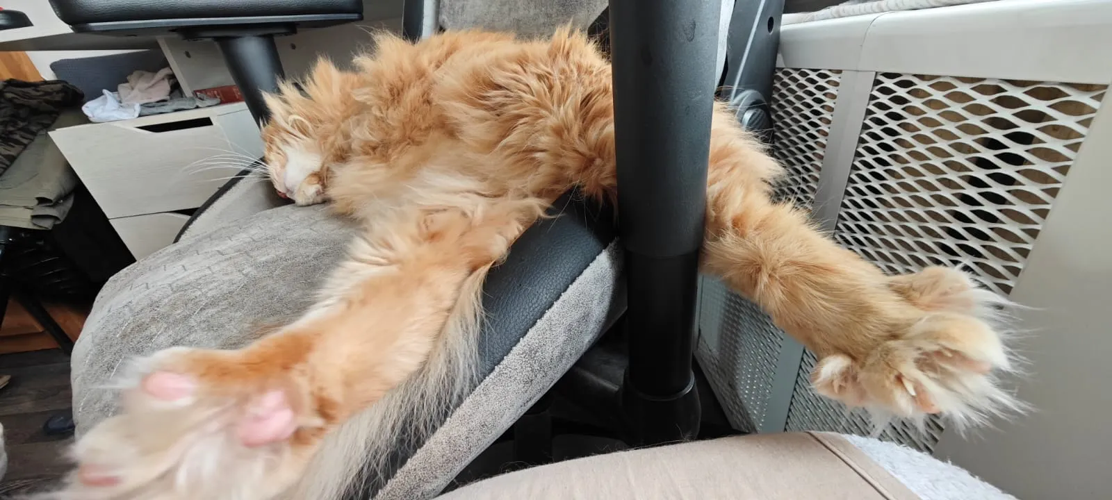 А коту пофигу на собачьи праздники, он спит!))