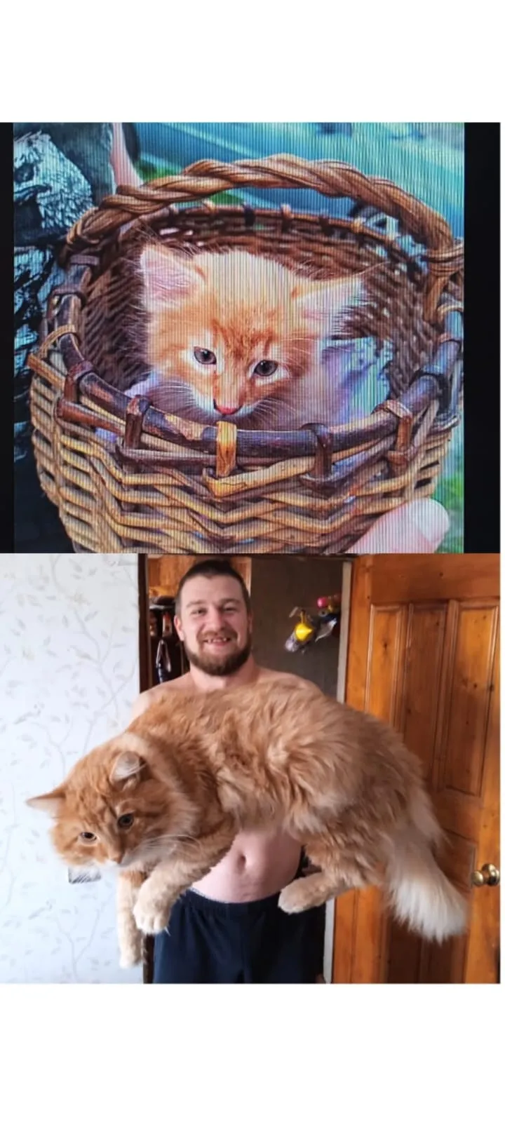 Его хвостейшество Шерхан Ибн Котян I))