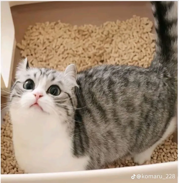Имя кошки #2