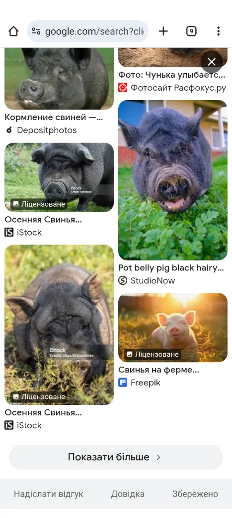 Фотографии со свинками #2