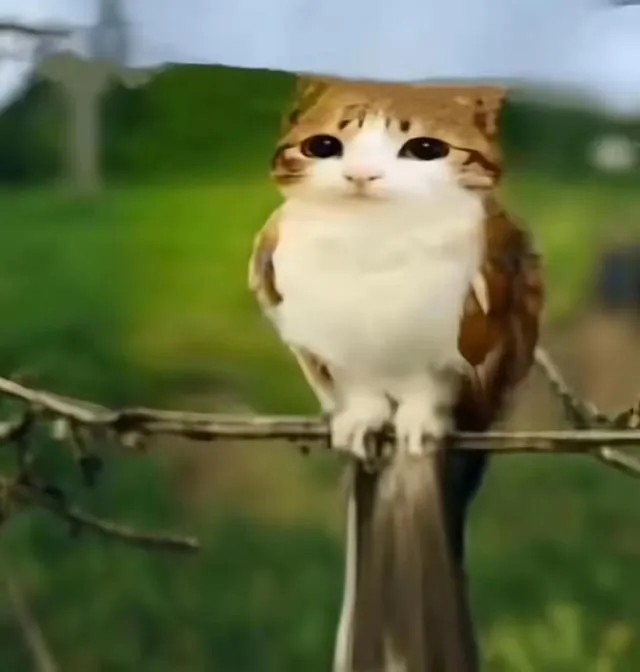 Кото‑сова: тайна ночного охотника #2