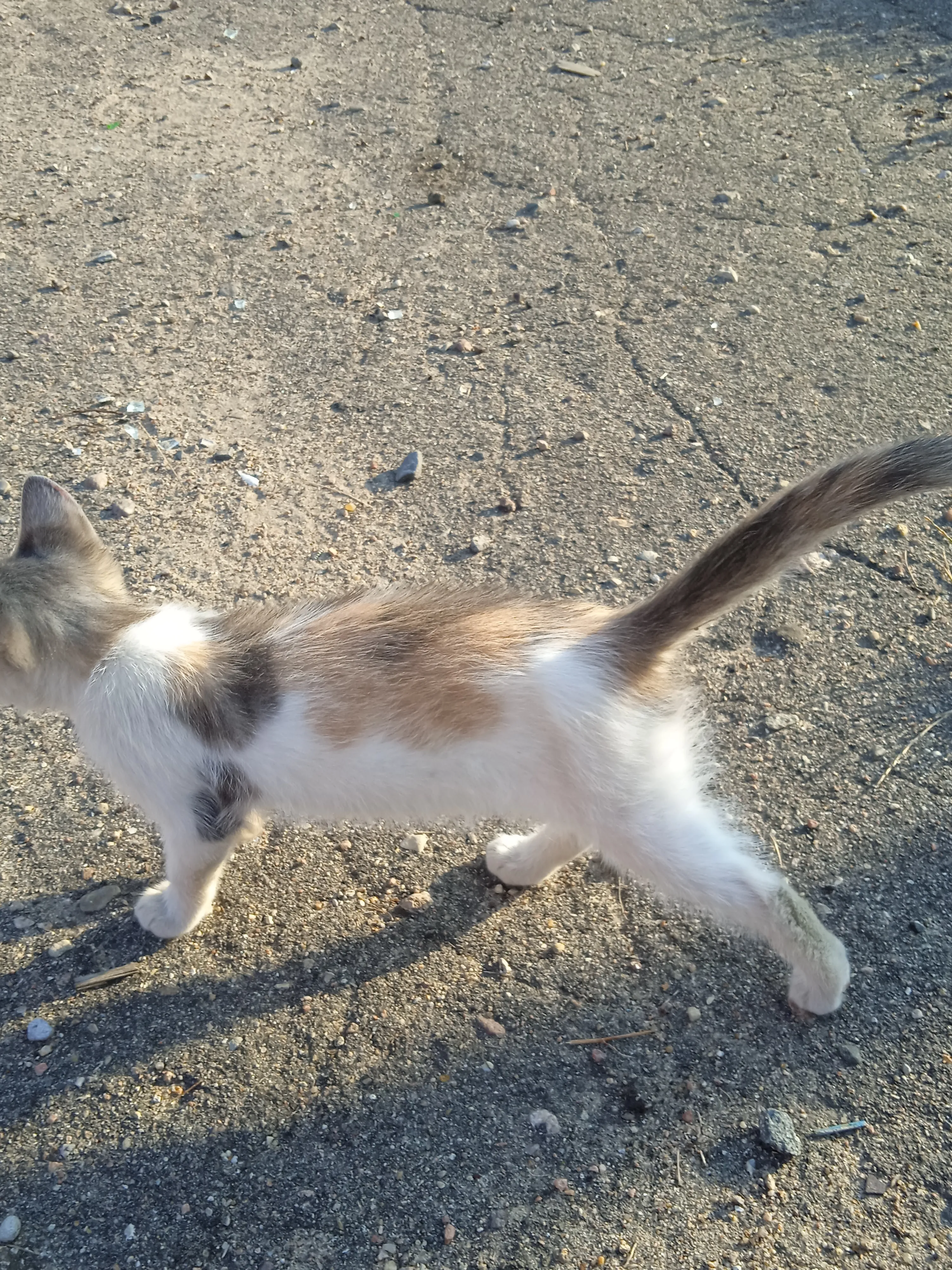 Котёнок которого подкинули к нам во двор