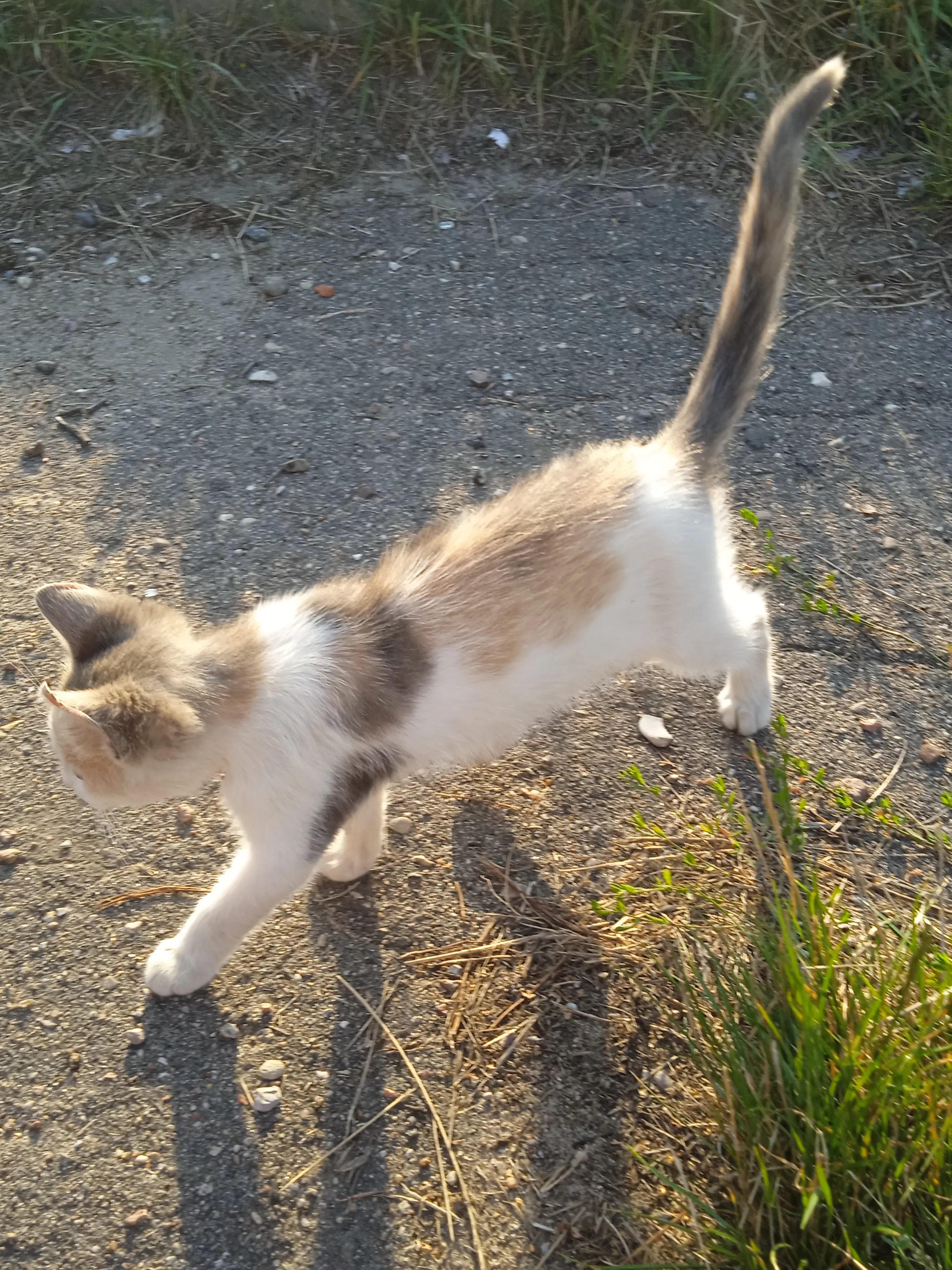 Котёнок которого подкинули к нам во двор