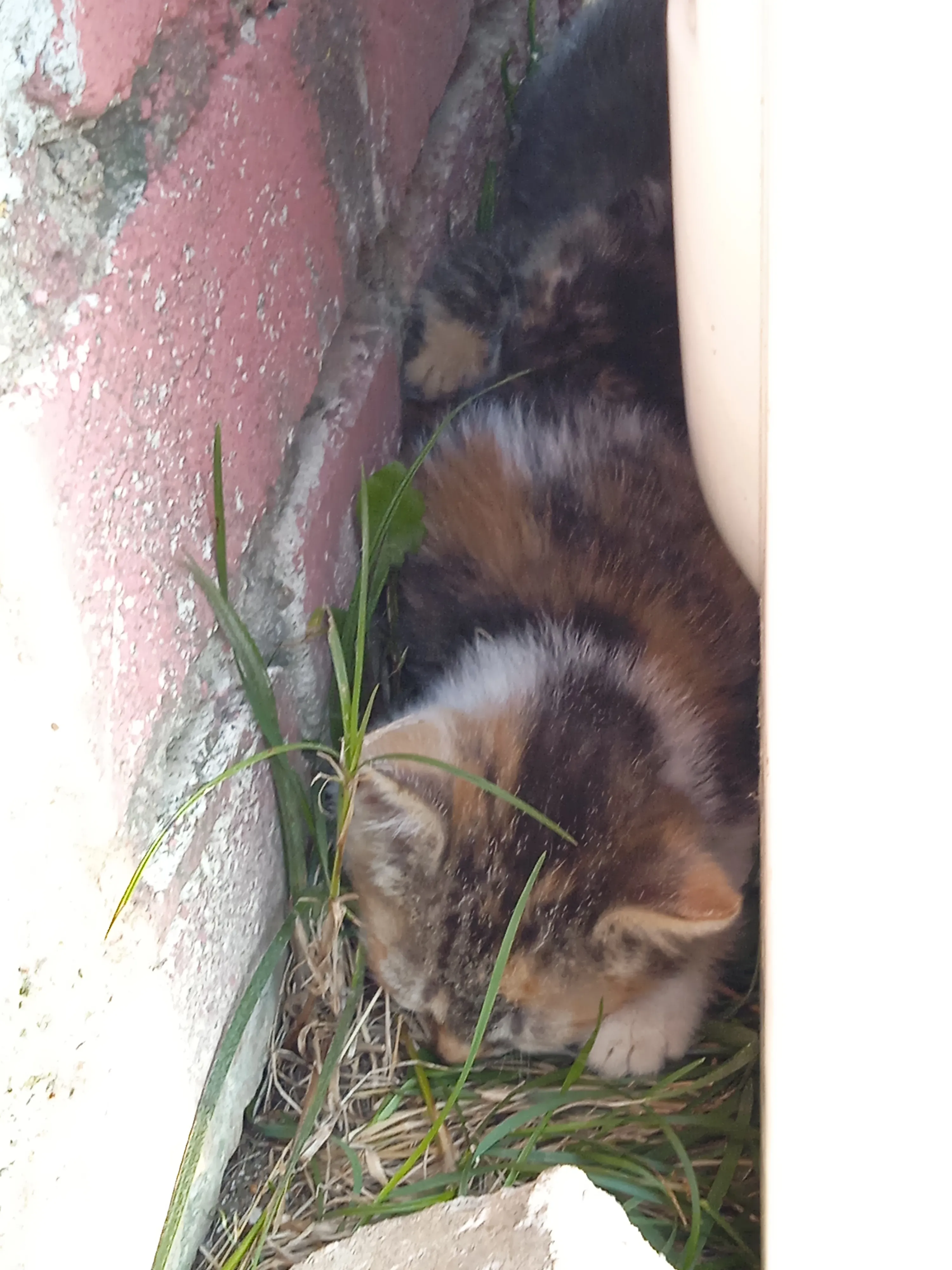 Котёнок которого подкинули к нам во двор