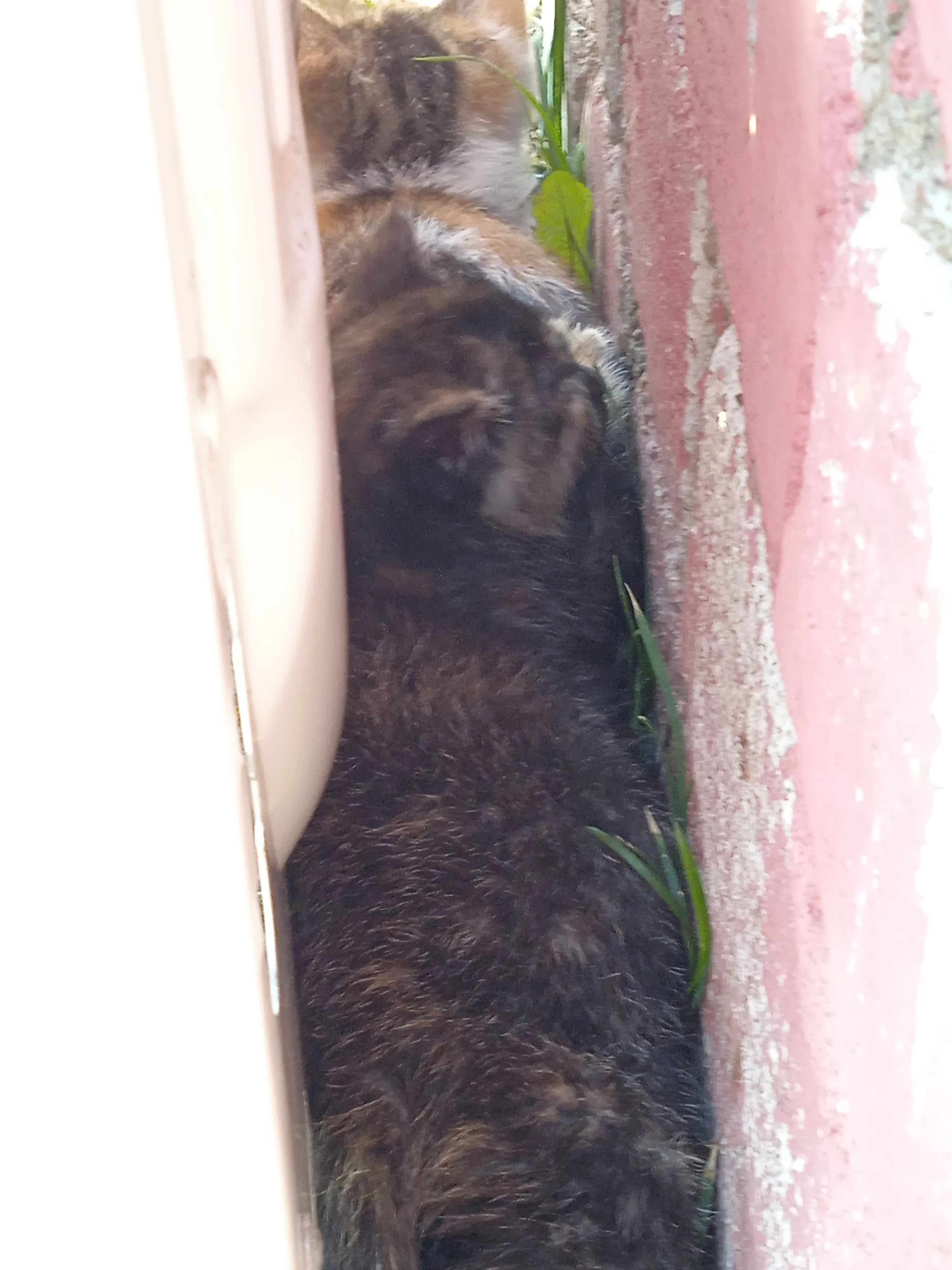 Котёнок которого подкинули к нам во двор