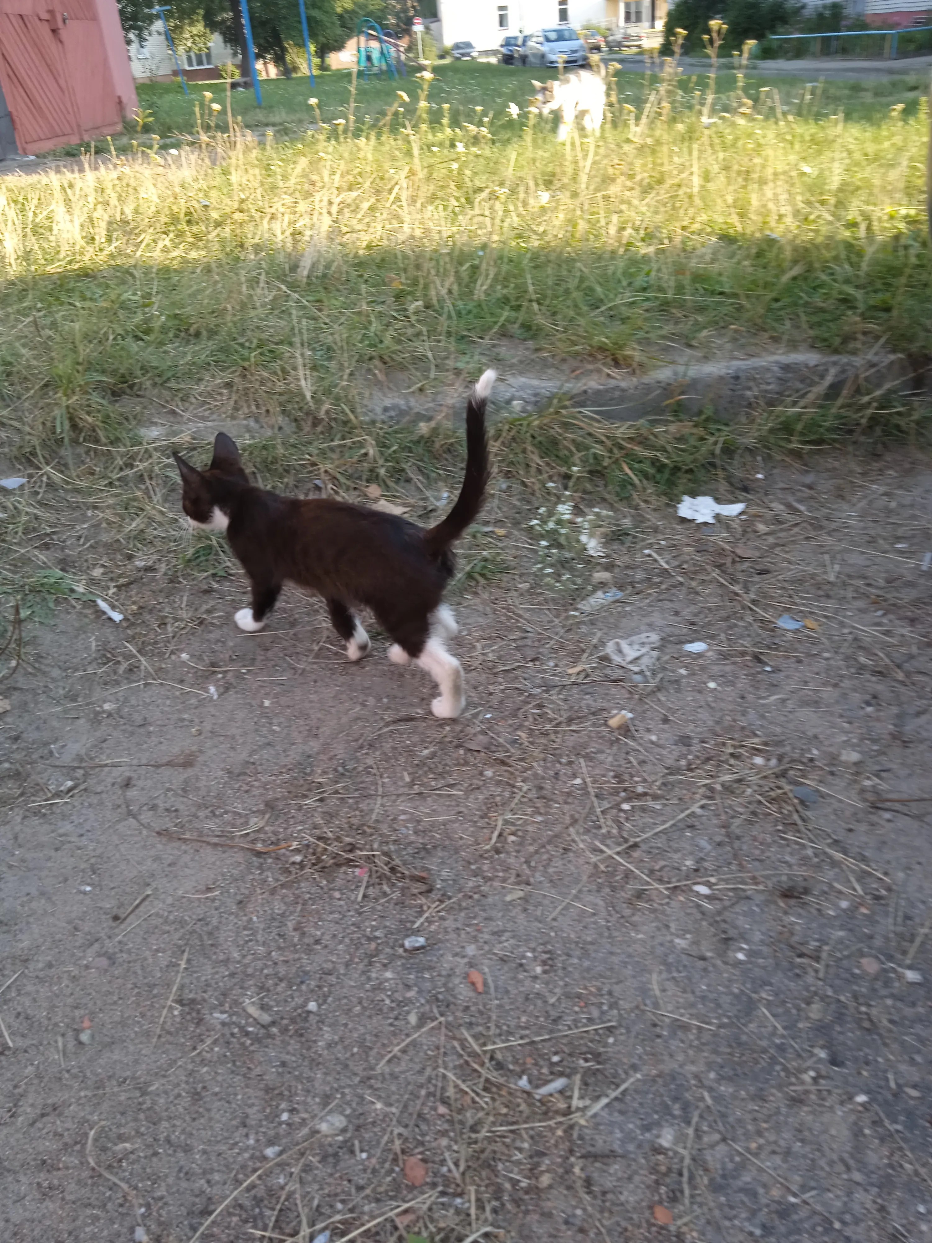 Котёнок которого подкинули к нам во двор