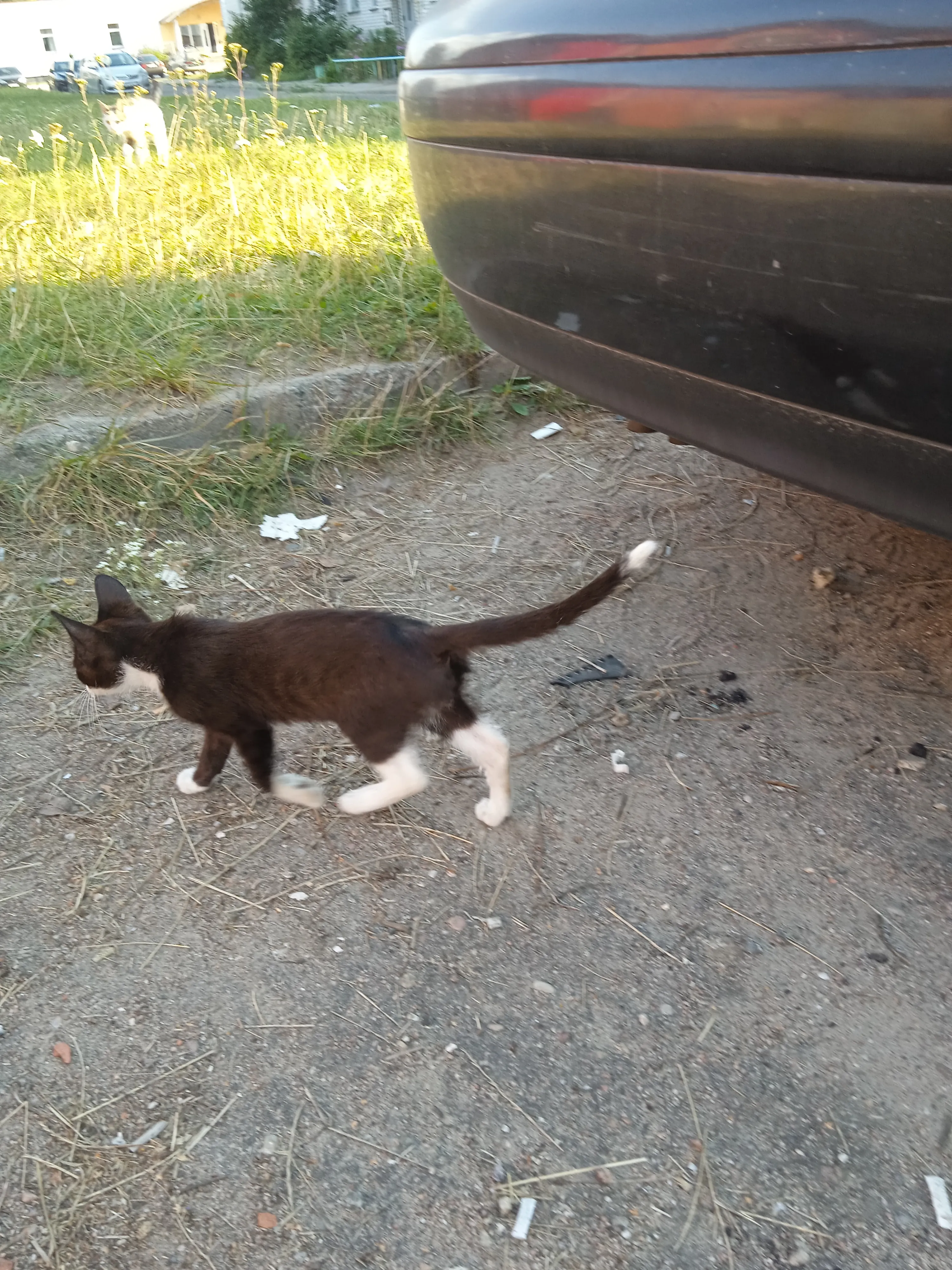 Котёнок которого подкинули к нам во двор