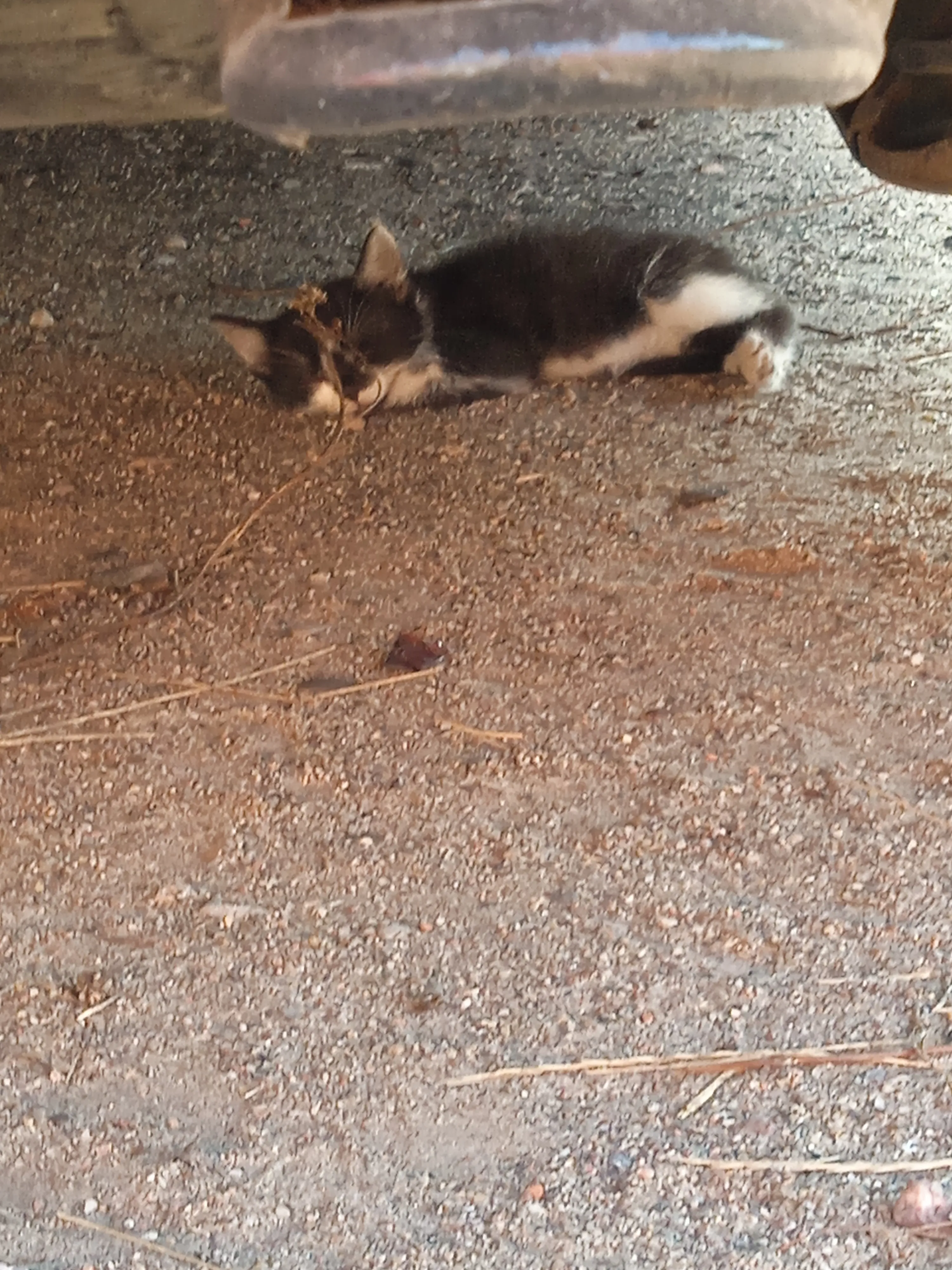 Котёнок которого подкинули к нам во двор