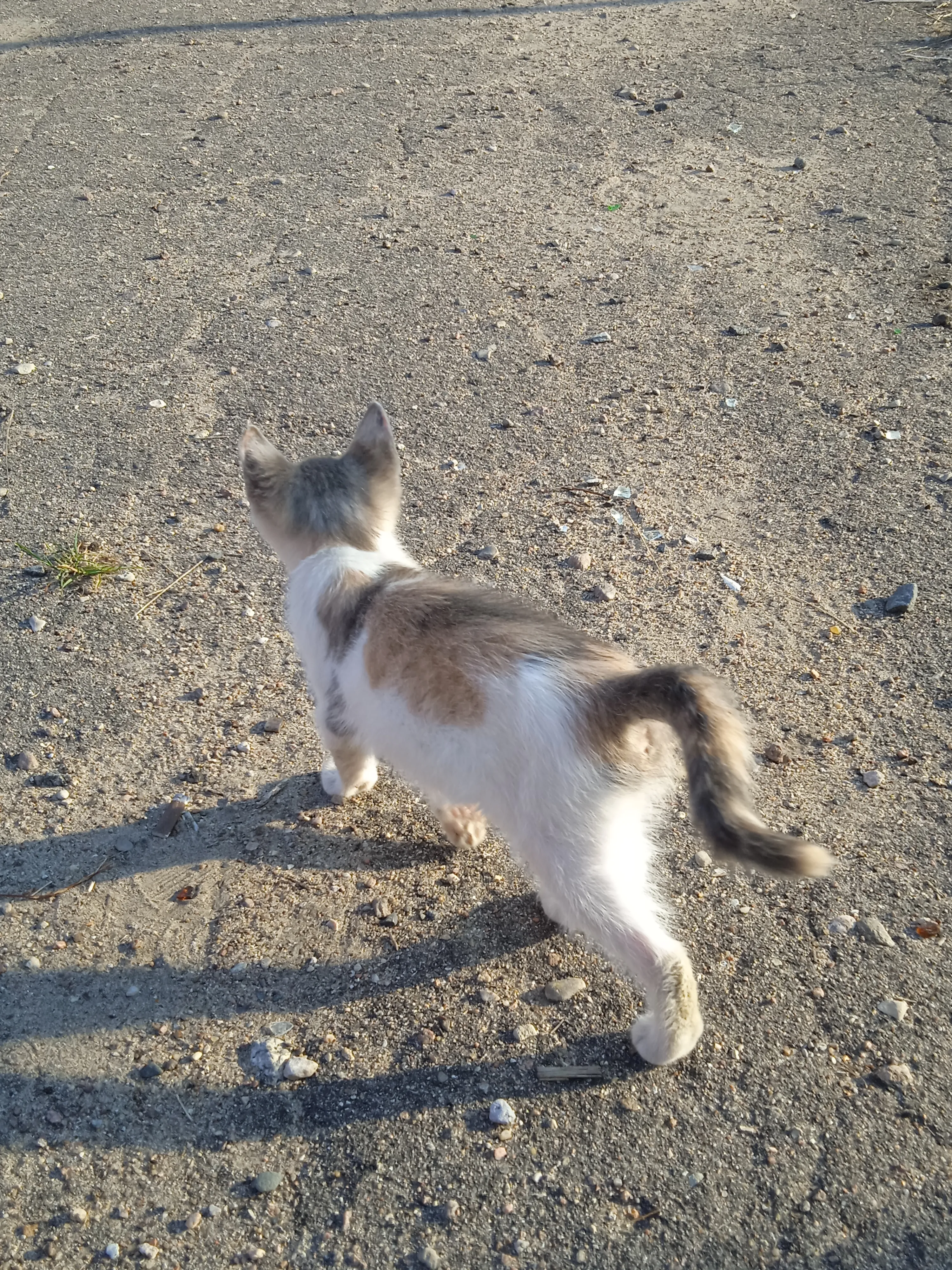 Котёнок которого подкинули к нам во двор
