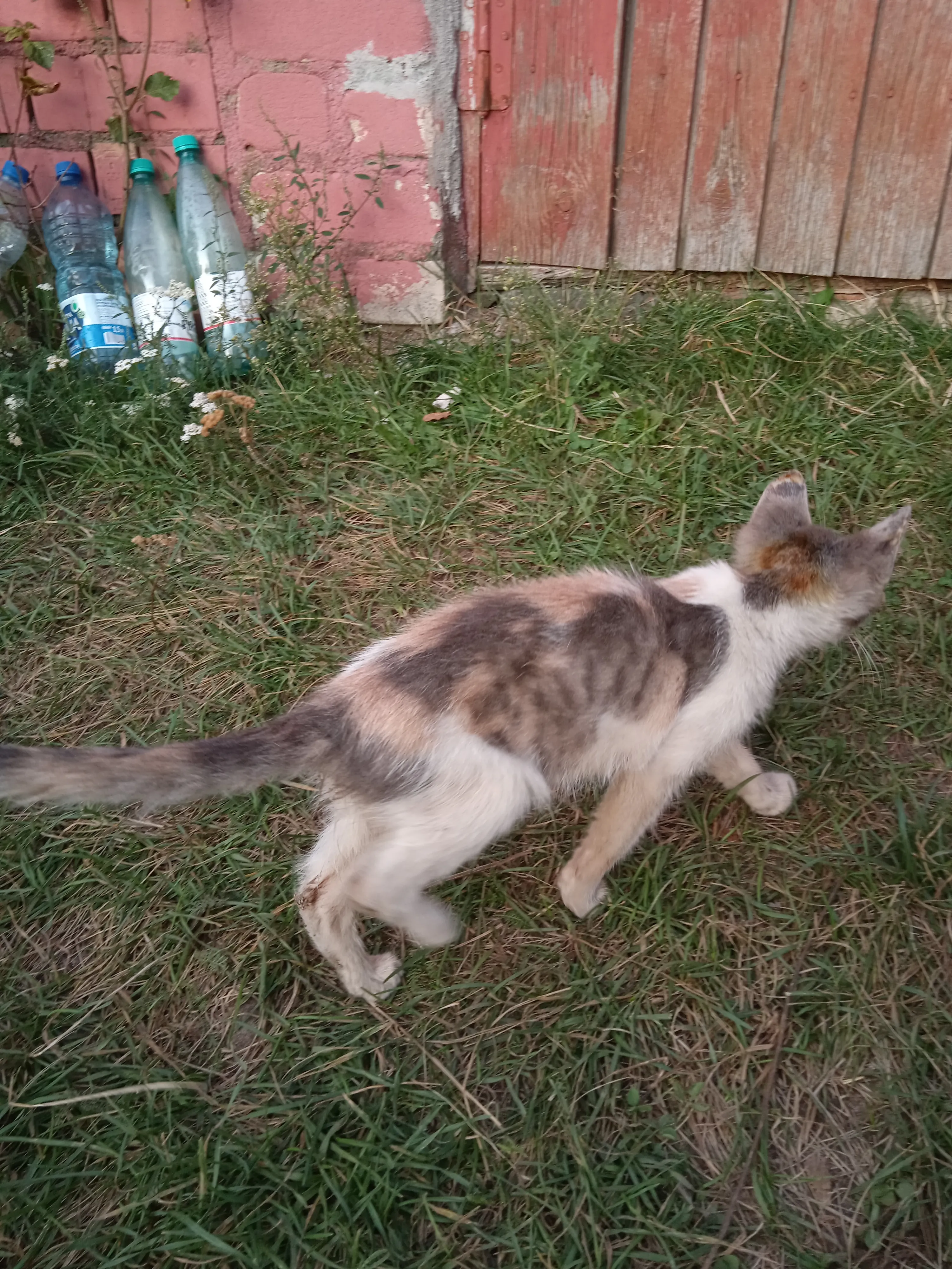 Котёнок которого подкинули к нам во двор