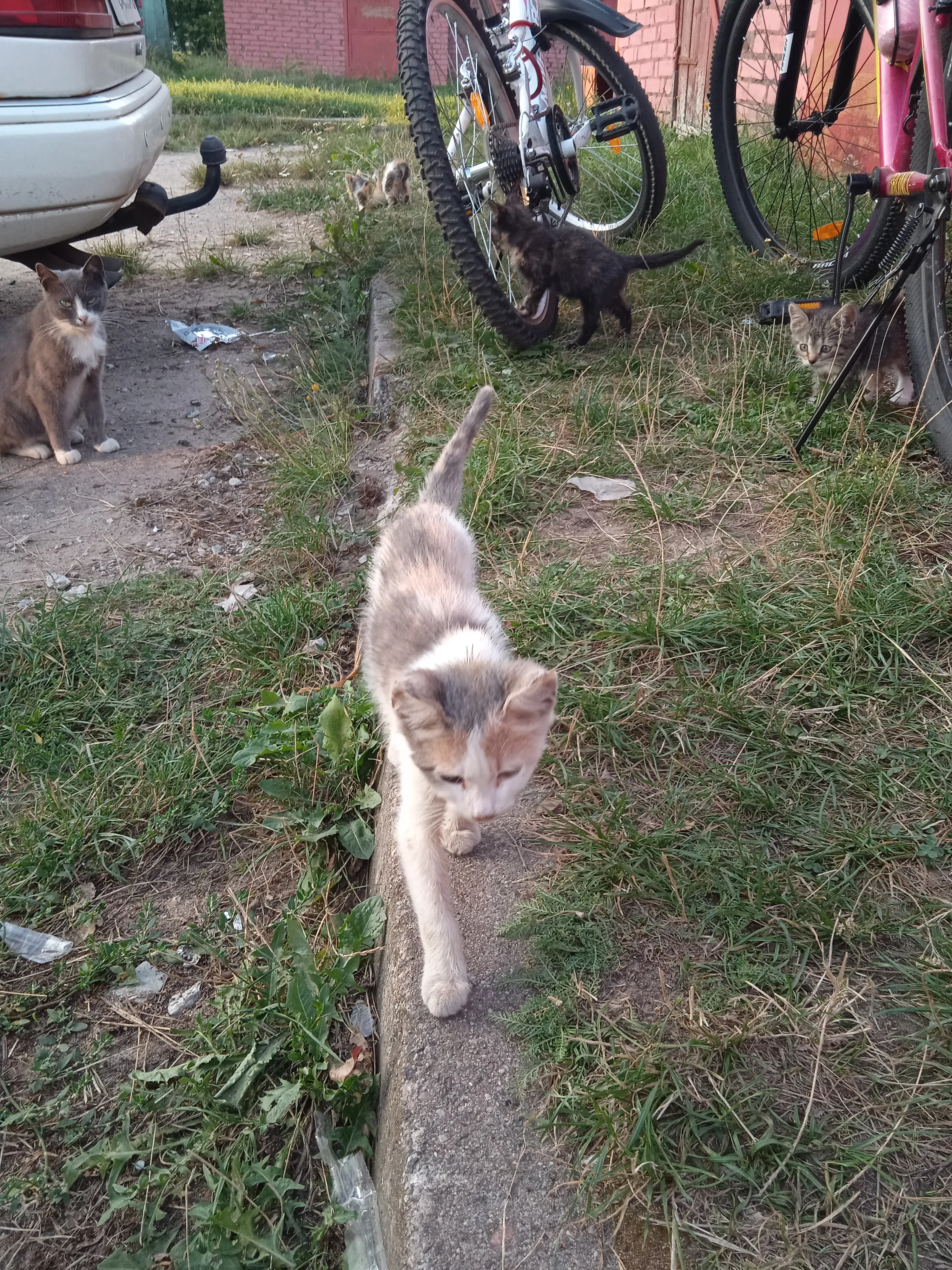 Котята которого подкинули к нам во двор