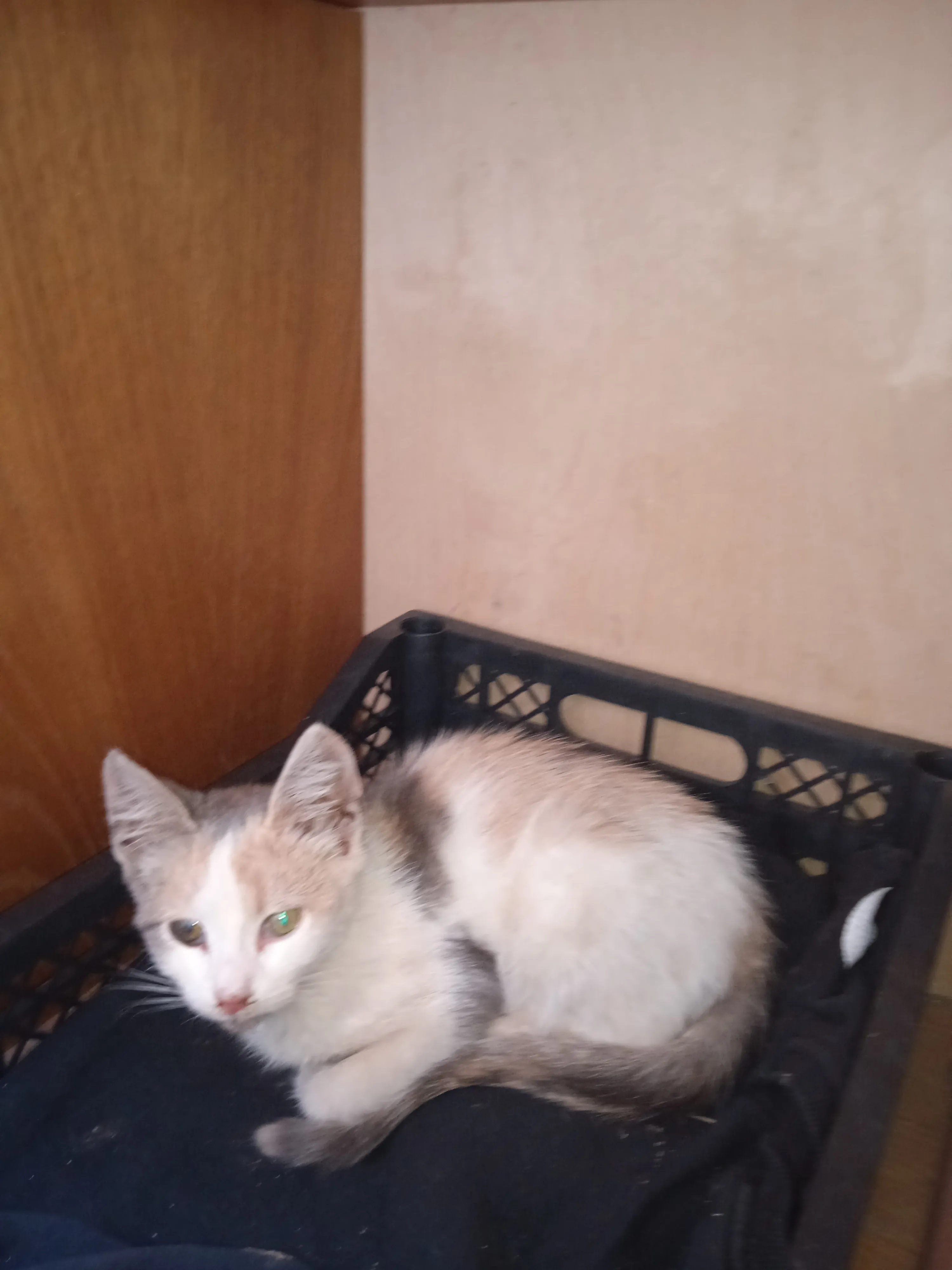 Котёнок которого подкинули к нам во двор