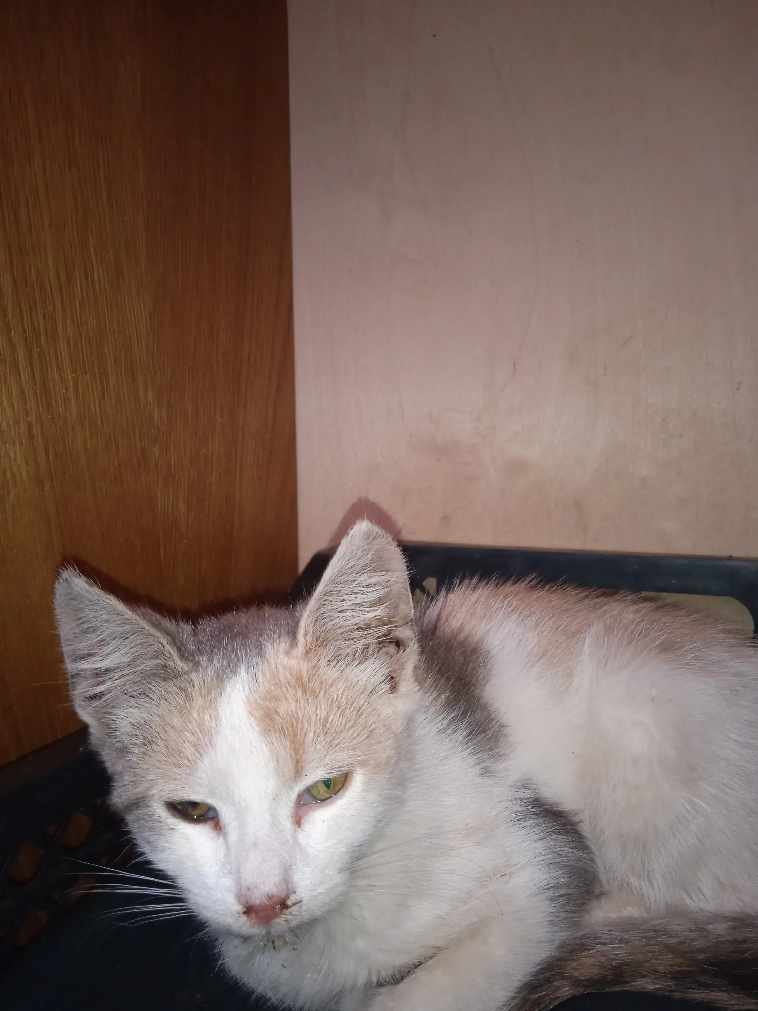 Котёнок которого подкинули к нам во двор