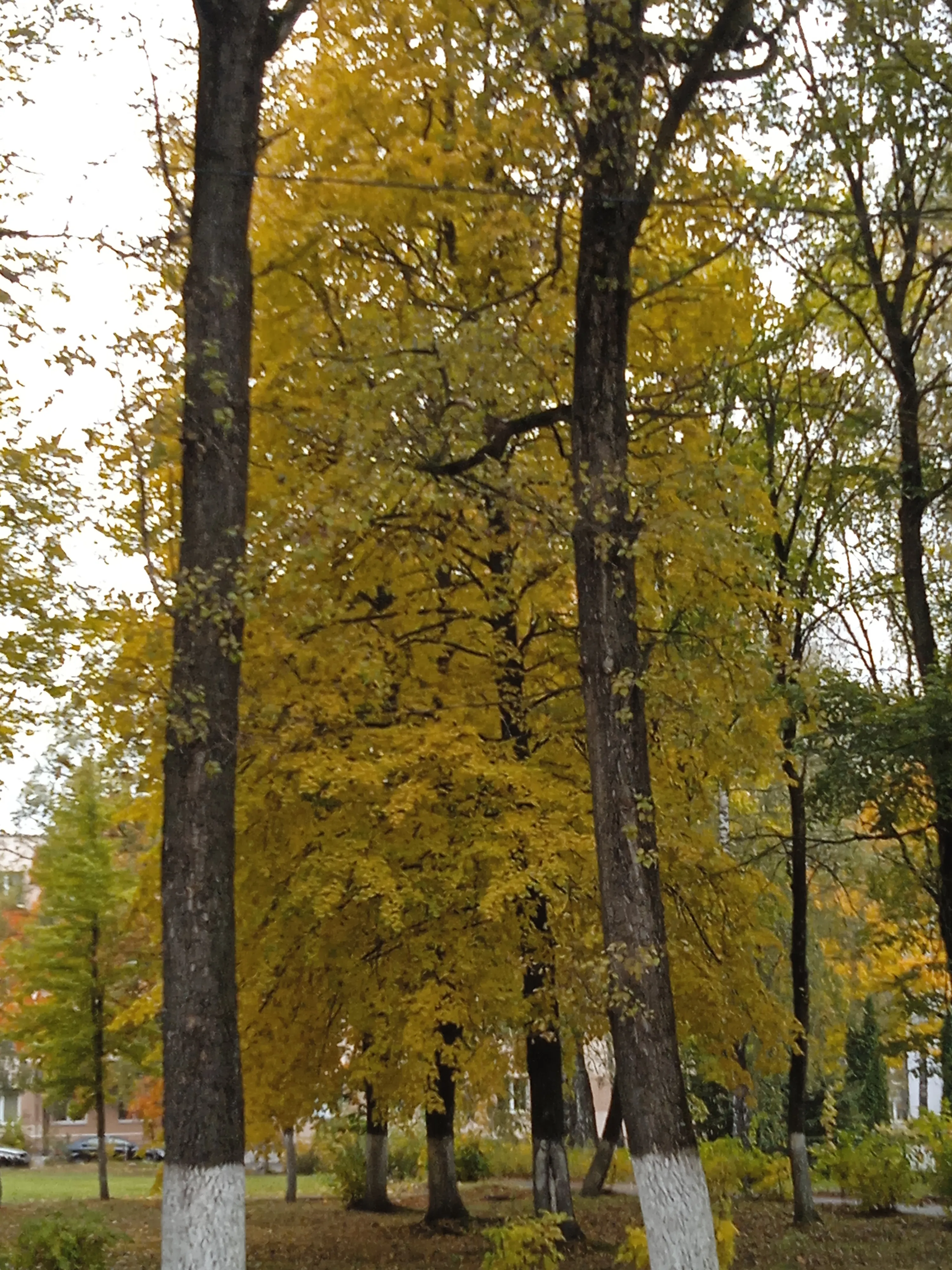 Осень 🍂 #4
