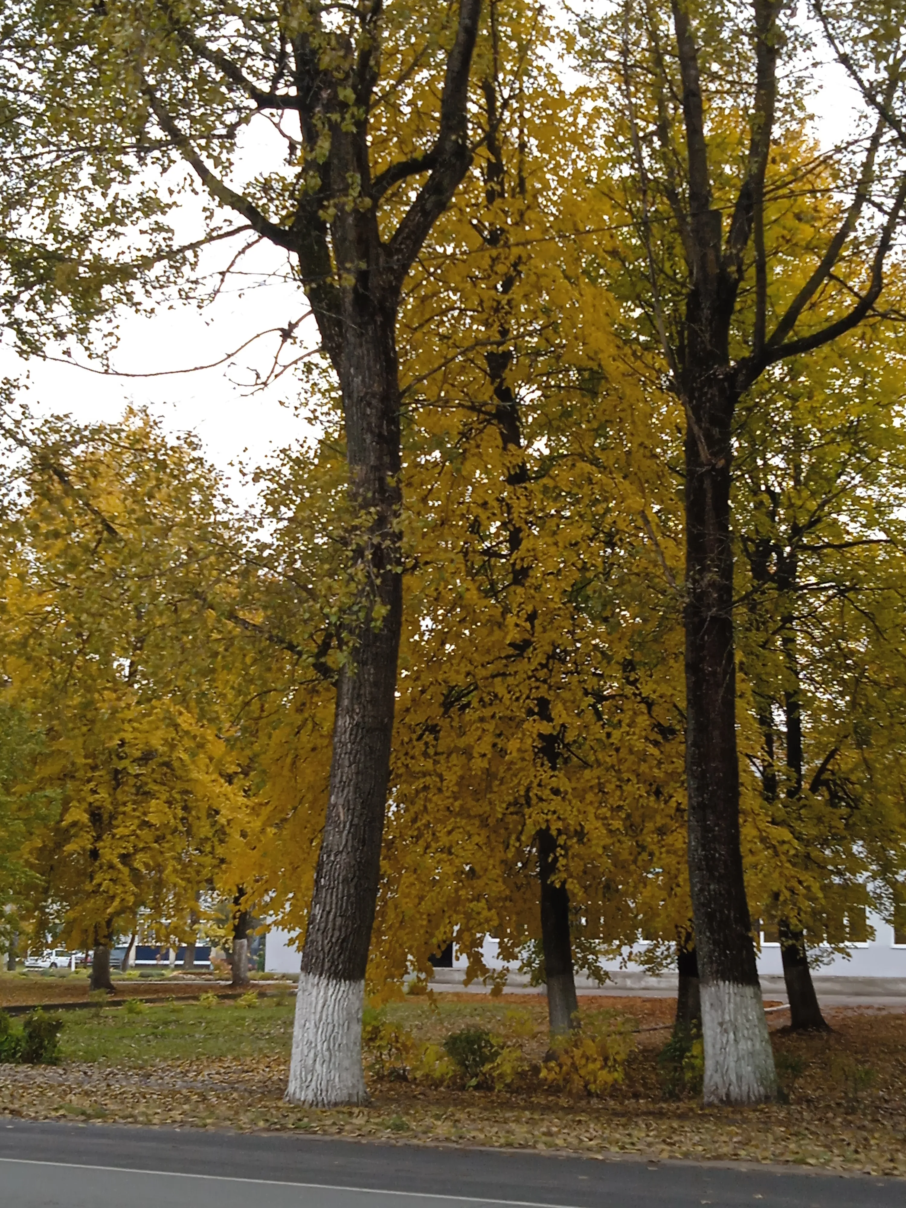 Осень 🍂 #5