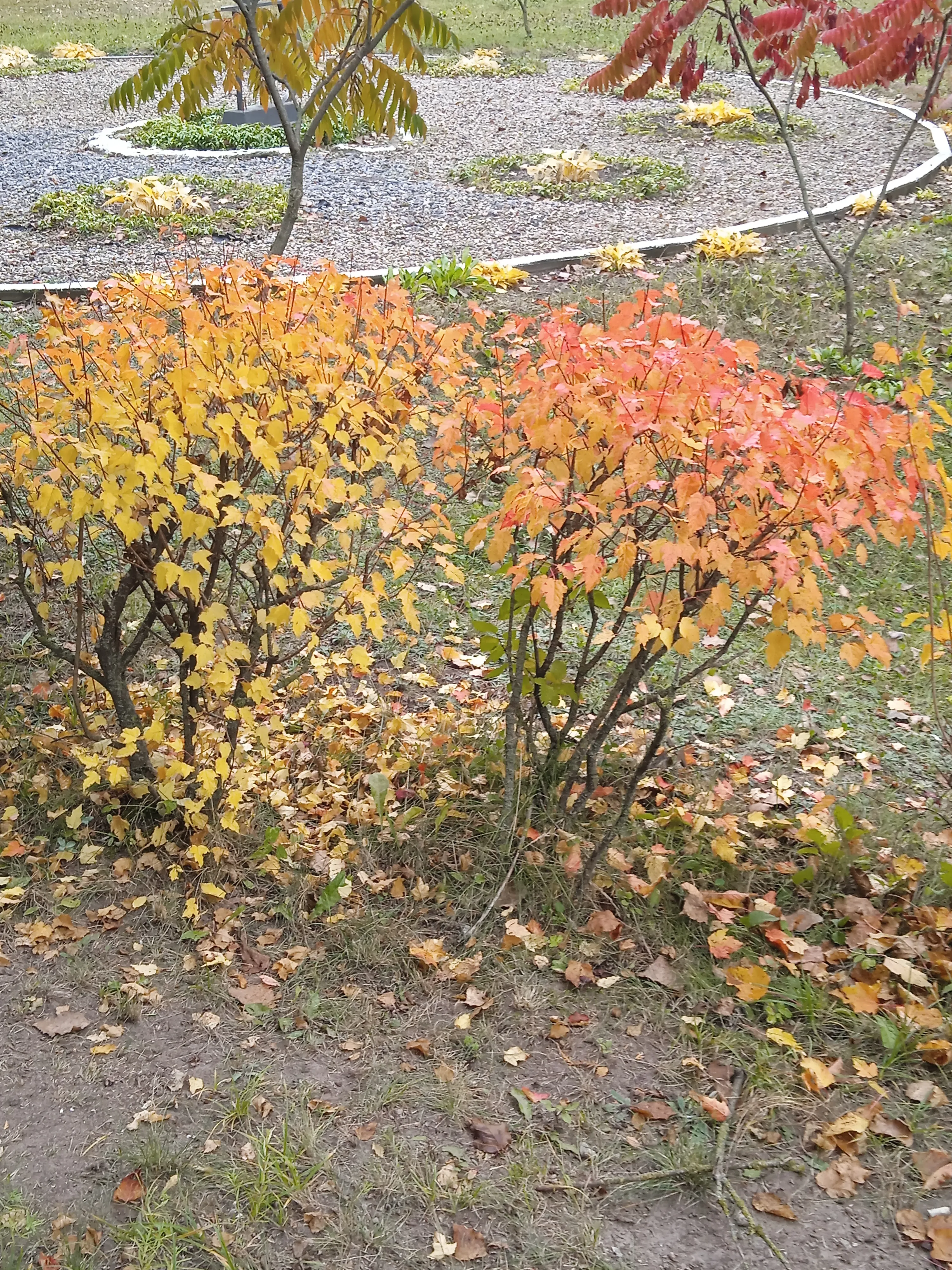 Осень 🍂 #6