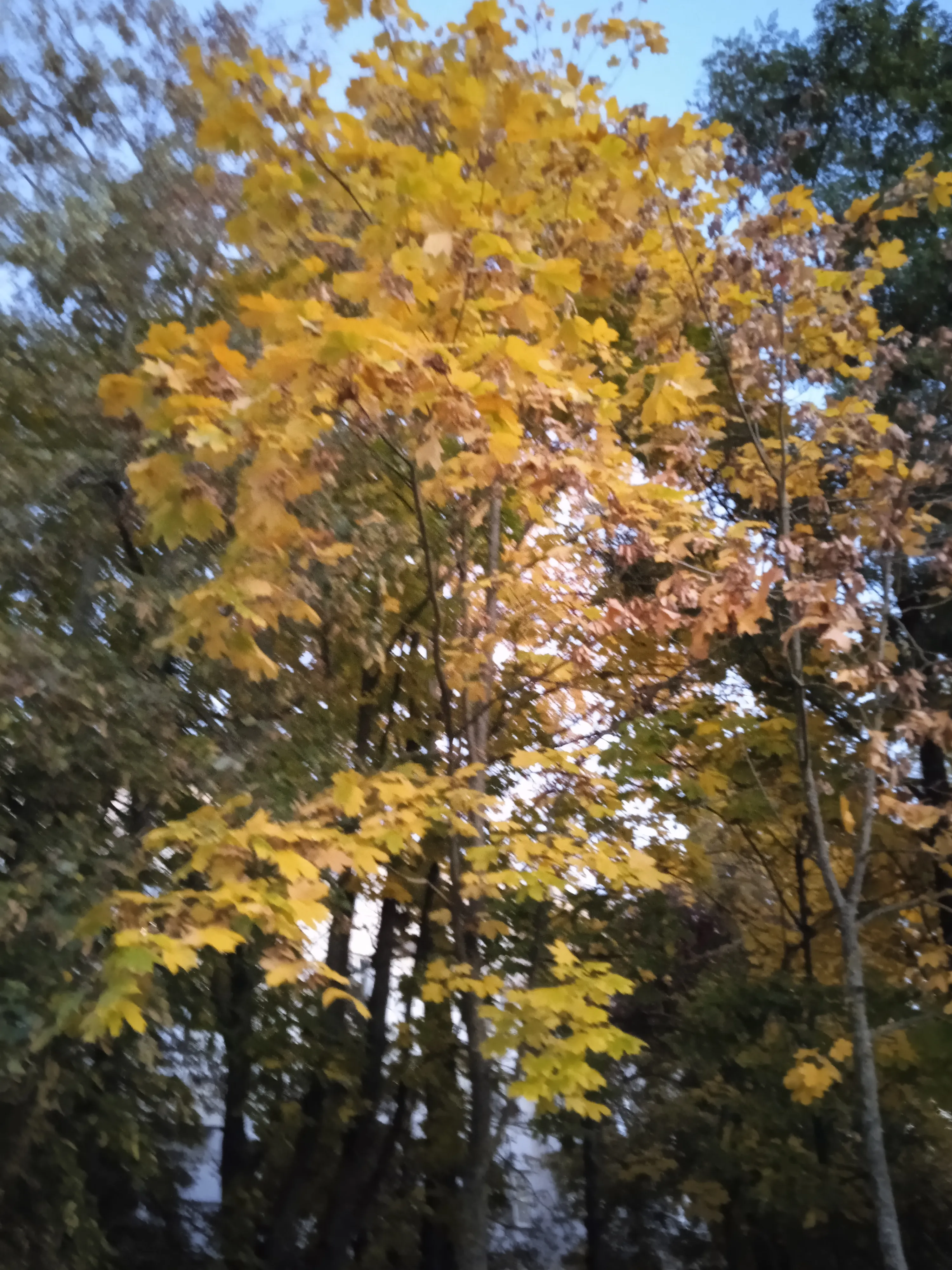Осень 🍂 #9