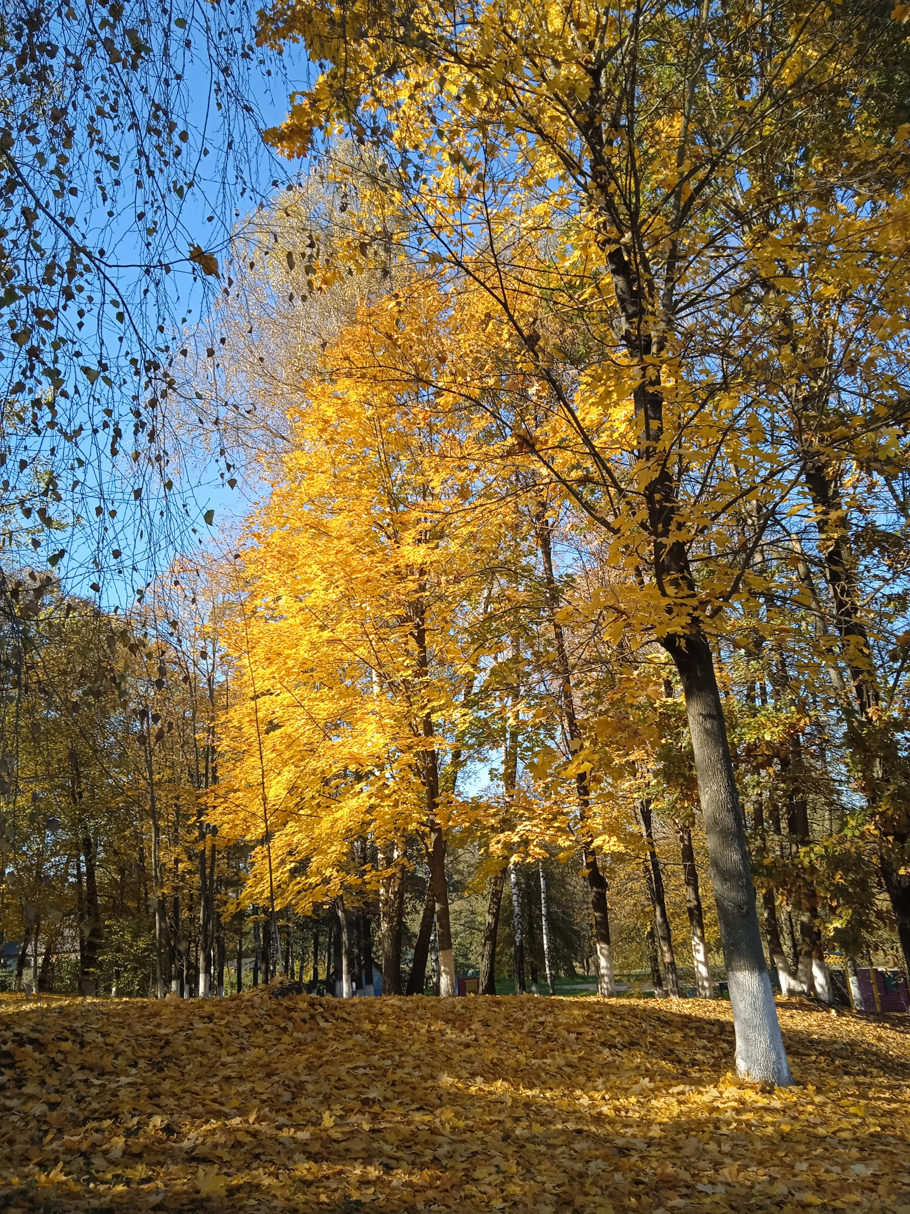 Осень 🍂 #10