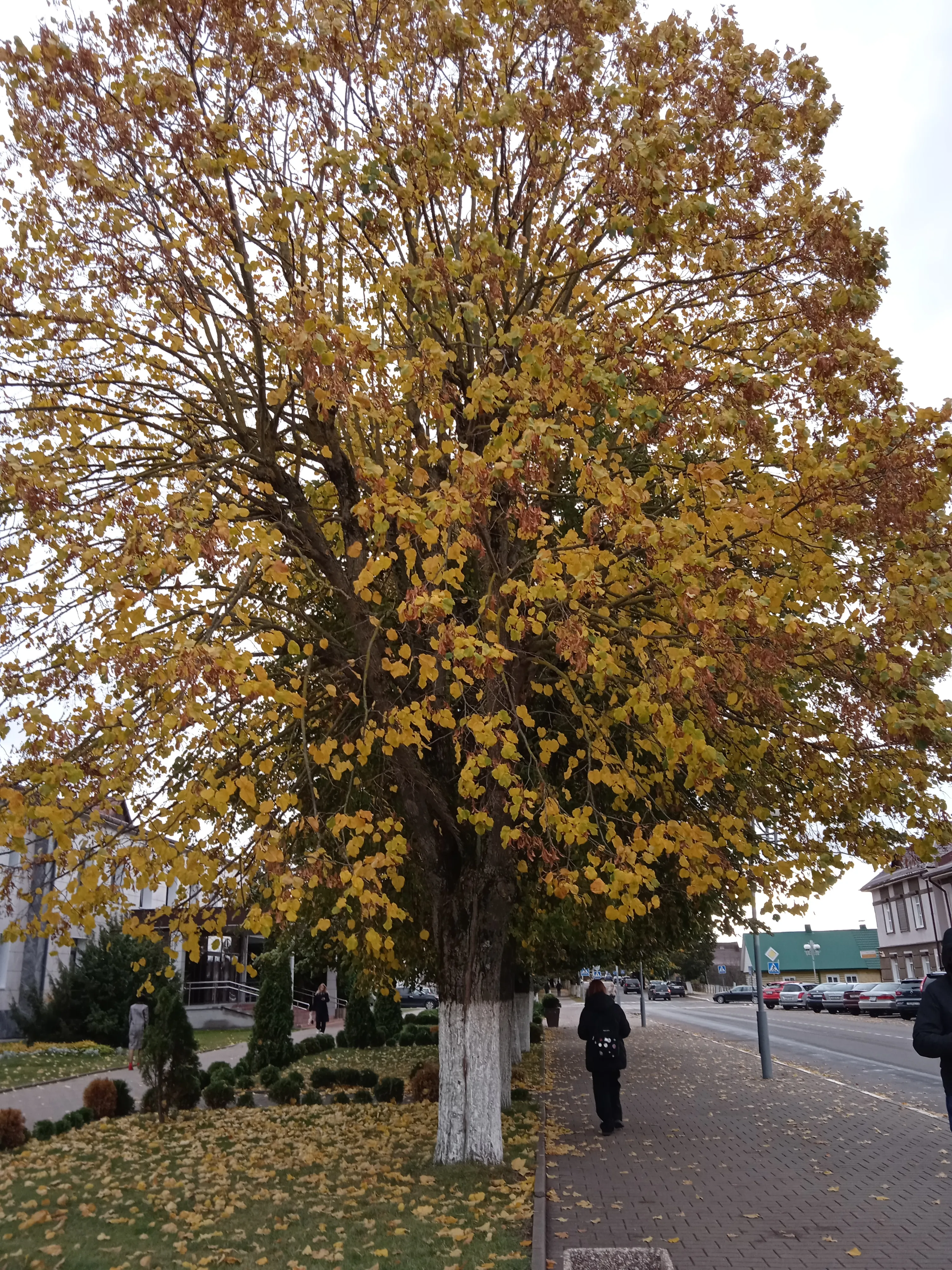 Осень 🍂 #14