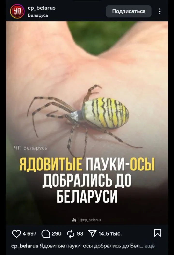 По сути то они не очень опасны , их укус равносилен укусу осы , но мы с папой аллергии , так что реакция может всё таки возникнуть неприятная . Вот , не знаю что теперь делать , буду просто надеяться что брат или пошутил , или этот паук решит не кусать нас