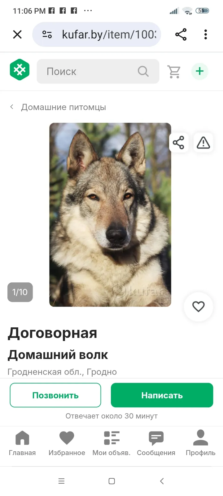 Канадский чёрный волк — крупнейший в мире и уникальный охотник в снежных условиях #2