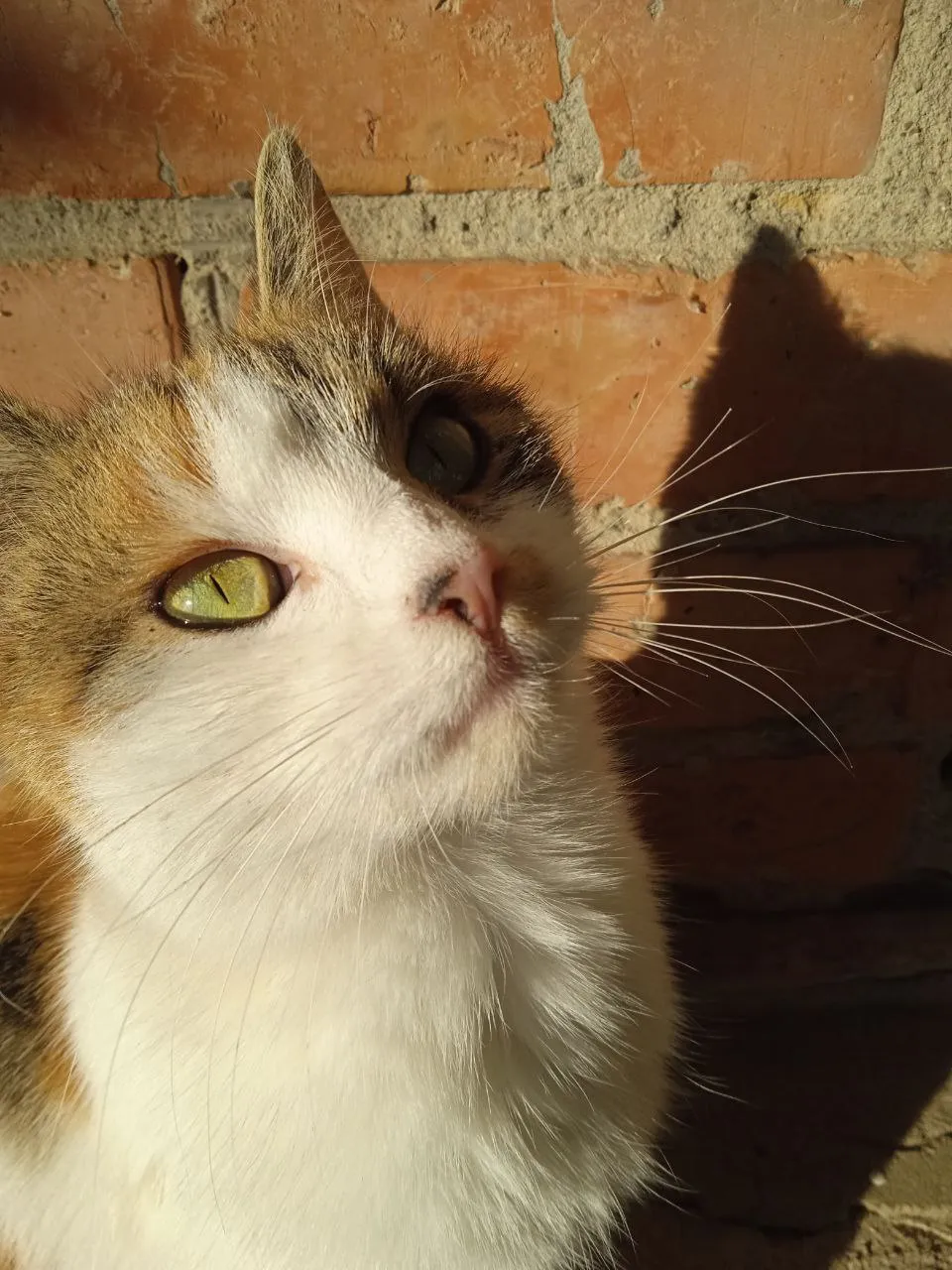Моя умершая кошечка...скучаю по ней