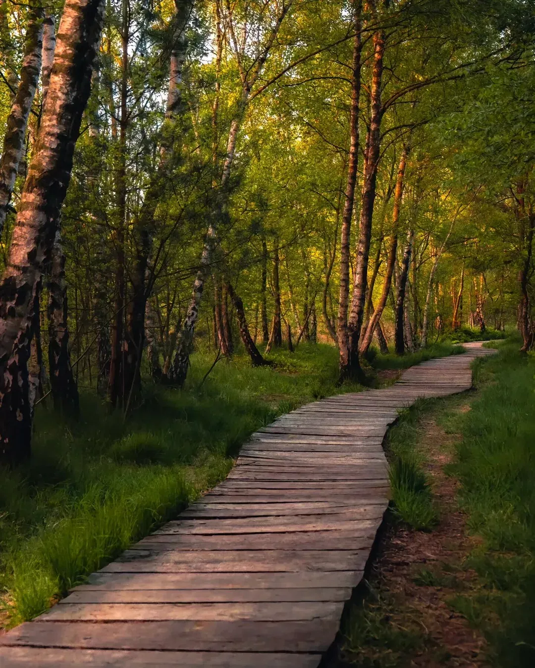 Beautiful ❤️ trees  #1