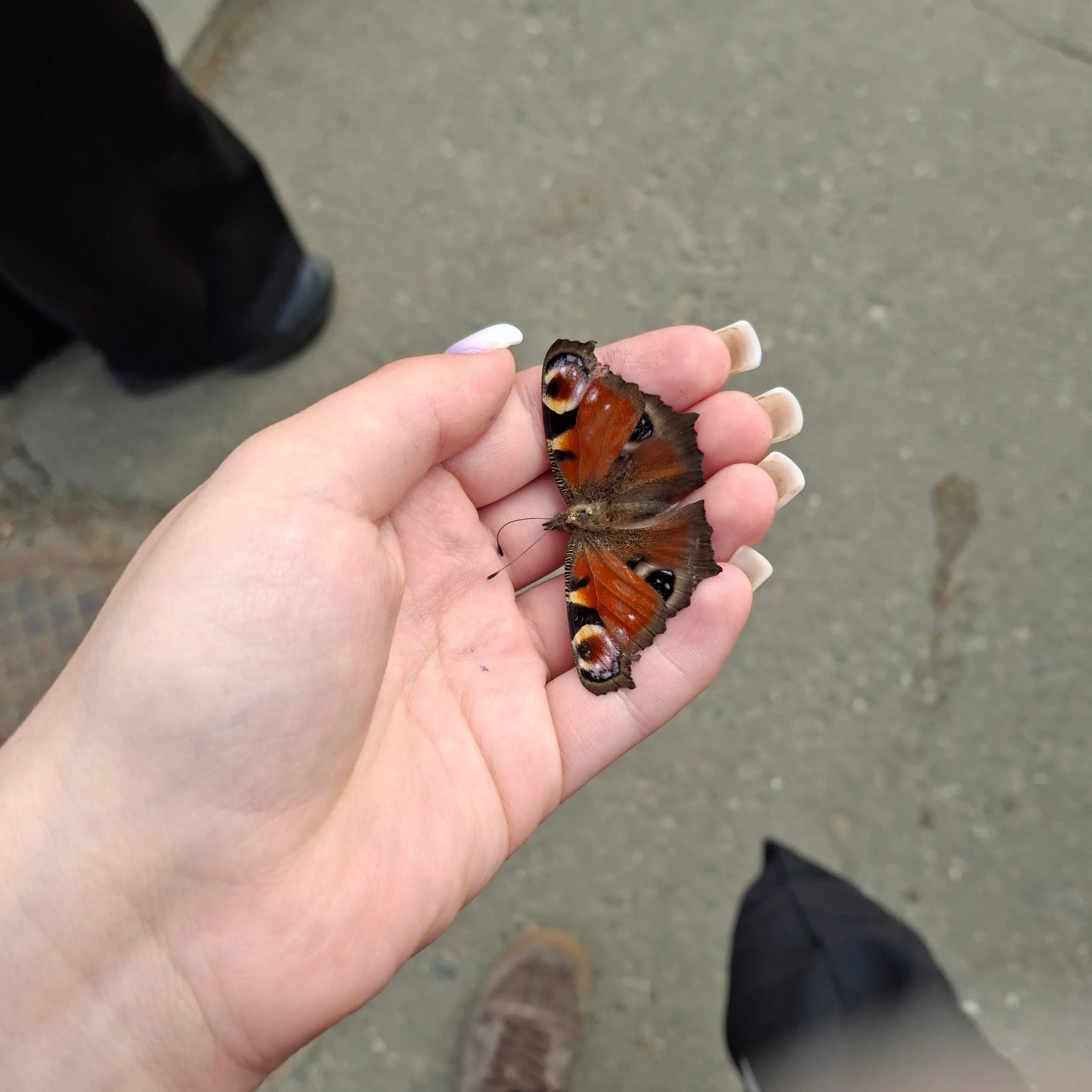 Бабочка☺️🦋 #1