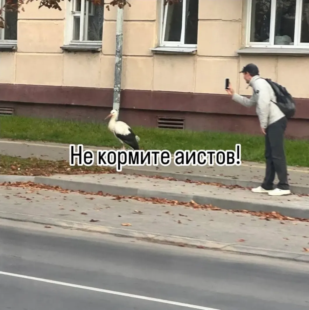 Буслик в городе) #1