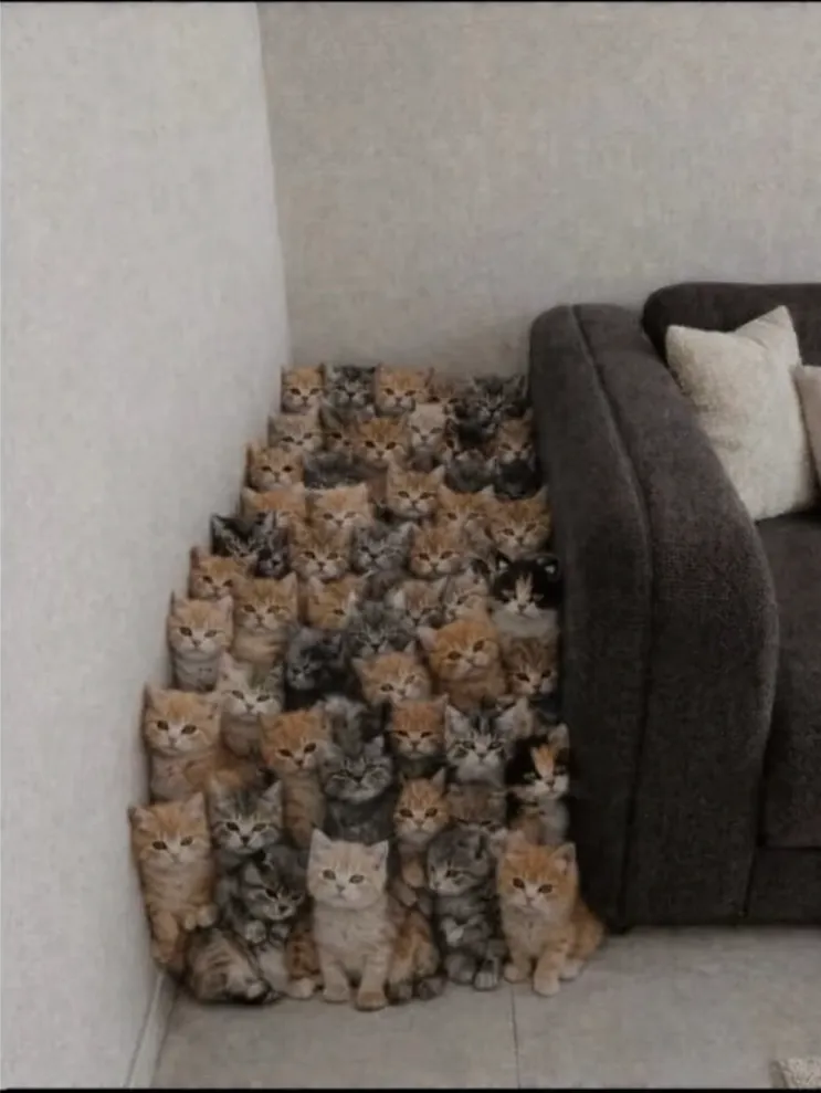 Котики☺️💕 #2